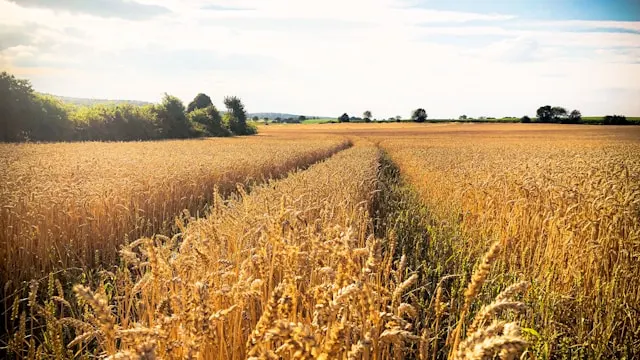 wheat_prices_report